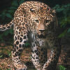 TP Dětská deka 120x150 – Leopard Green